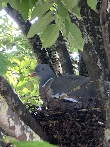 Paloma torcaz (Columba palumbus)