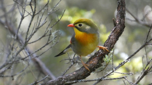 Leiothrix lutea observed 2026-05-23