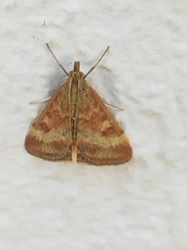 Straw-barred Pearl