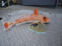 Bluefin Gurnard photo 3