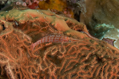 Oxycirrhites typus