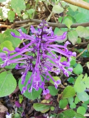 Plectranthus ambiguus