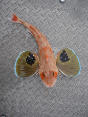 Bluefin Gurnard photo 2