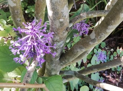 Plectranthus ambiguus
