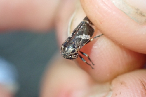 Eurymeloides punctata, 2026-05-26