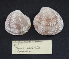 Chione undatella