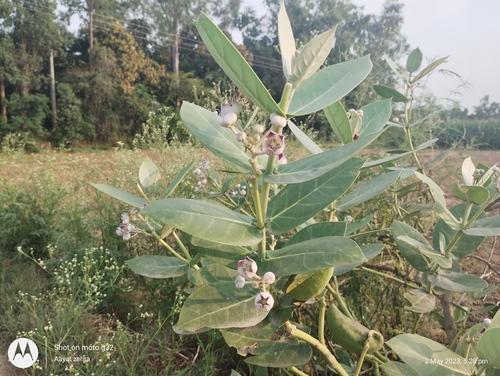 giant milkweed