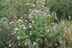 Chromolaena bigelovii