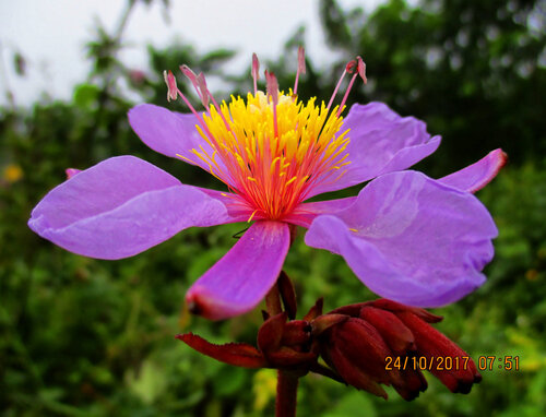Clappertonia ficifolia, photograph 1