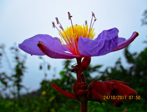 Clappertonia ficifolia, photograph 2