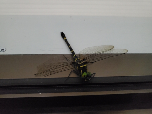 Macromia amphigena amphigena