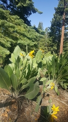 Wyethia mollis