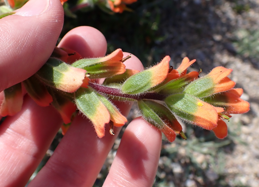 Castilleja latifolia; photograph (c) Steven Lamonde, some rights reserved (CC BY)