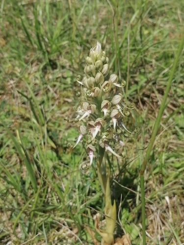 Lizard Orchid