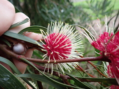Hakea laurina