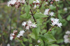 Chromolaena bigelovii