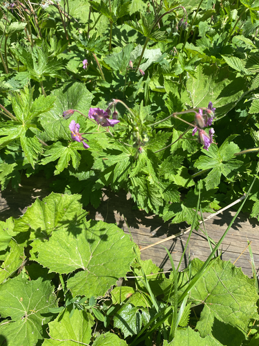 Dusky Crane's-bill
