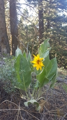 Wyethia mollis