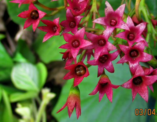 Clerodendrum umbellatum, photograph 1