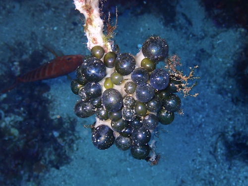 Valonia ventricosa