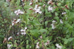 Chromolaena bigelovii