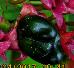 Clerodendrum umbellatum