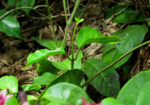 Clerodendrum umbellatum, photograph 3