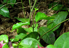 Clerodendrum umbellatum, photograph (c) Philippe Hornus, some rights reserved (CC BY)