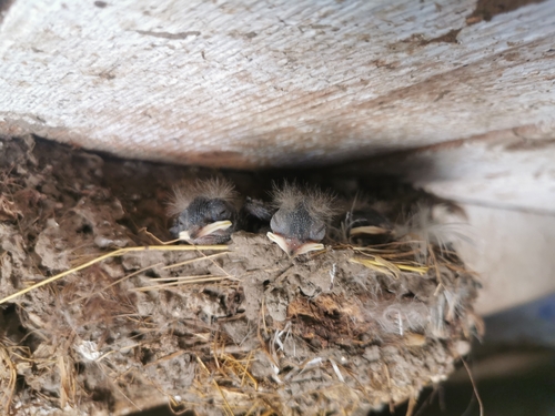 Barn Swallow