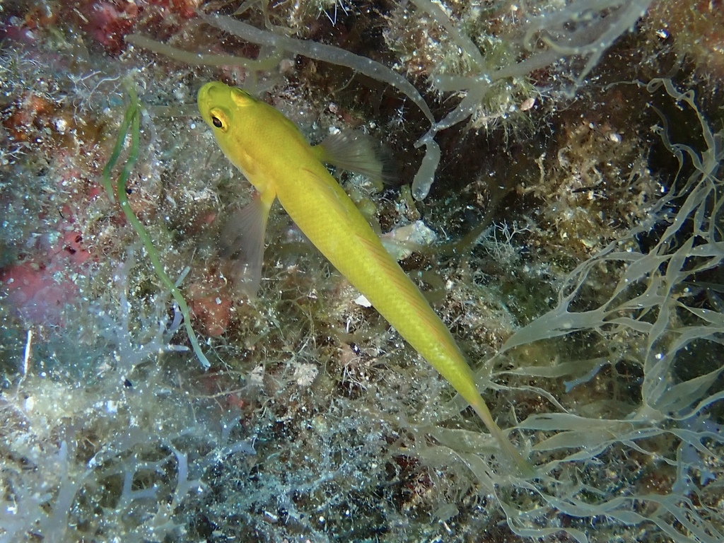 Golden goby (Gobius auratus) — Gobiidae