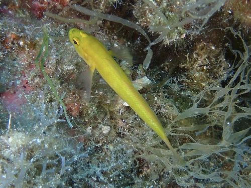 Golden goby (Gobius auratus) — Gobiidae