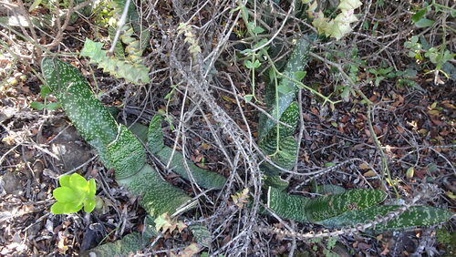 Gasteria brachyphylla