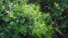 Asparagus retrofractus, photograph (c) Paul Emms, some rights reserved (CC BY-SA)