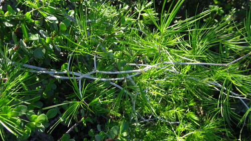 Asparagus retrofractus, photograph 1