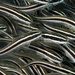 Striped Eel Catfish - Photo (c) terence zahner, some rights reserved (CC BY-NC), uploaded by terence zahner