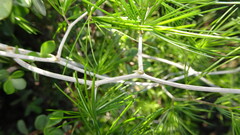 Asparagus retrofractus