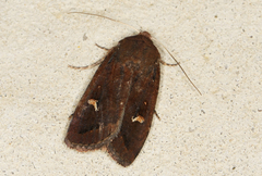 Proteuxoa bistrigula