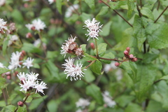 Chromolaena bigelovii