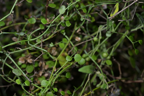 Scandia geniculata, photograph 6