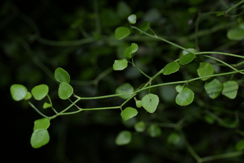Scandia geniculata, photograph 3