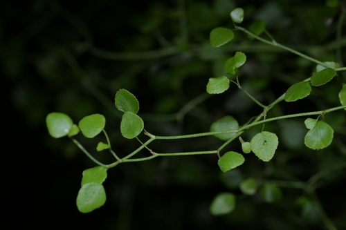 Scandia geniculata, photograph 4