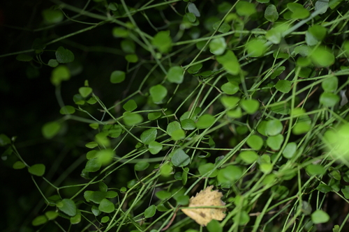 Scandia geniculata, photograph 5