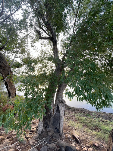 Java plum