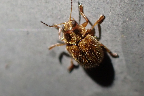 Ditropidus, 2026-05-26