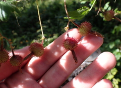 Ribes menziesii