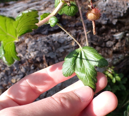 Ribes menziesii, photograph 2