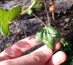 Ribes menziesii, photograph (c) Steven Lamonde, some rights reserved (CC BY)