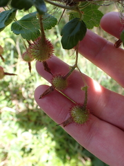 Ribes menziesii, photograph (c) Steven Lamonde, some rights reserved (CC BY)
