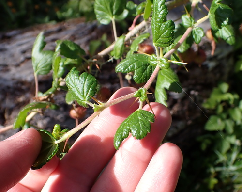 Ribes menziesii, photograph 3