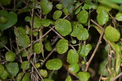 Fuchsia perscandens, photograph (c) Christopher Stephens, some rights reserved (CC BY-SA)